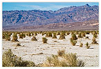 Death Valley Bushes